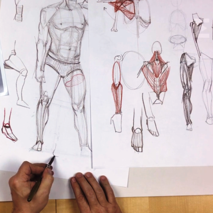 Анатомический рисунок фигуры человека