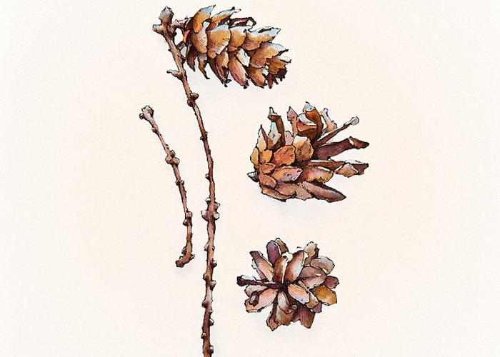 крымина шишки.jpg (88 KB)