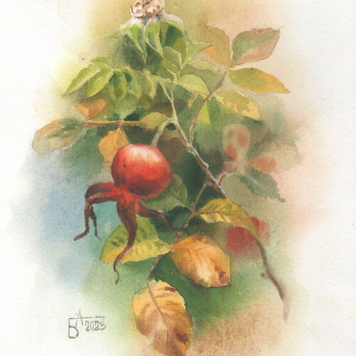 Веточка шиповника