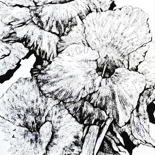 Цветы в графике, <br> 15 ноября