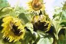 oleiniksunflower_5bd980dd1ab2d.jpg