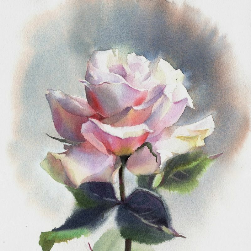 Портрет одной розы