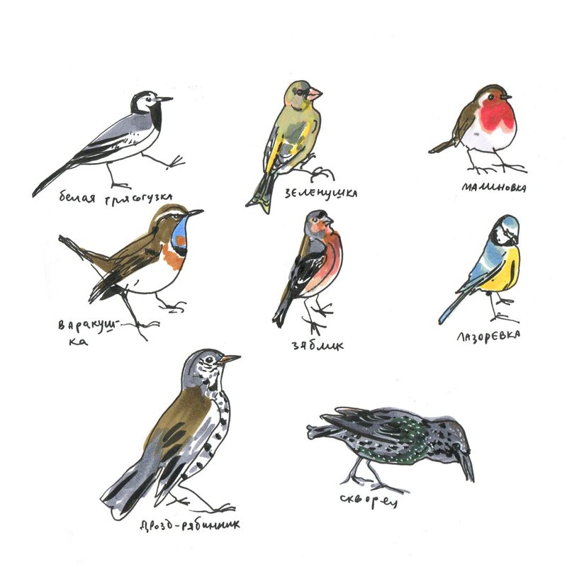 Бёрдвочинг и рисование птиц