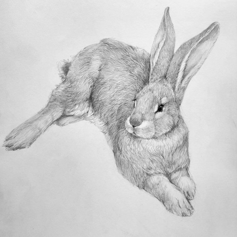 кролик нарисованный карандашом